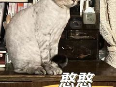 -艾贝尔宠物医院·24H转诊中心·肿瘤猫专科(江宁双龙店)