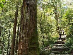 -天目山大树王景区