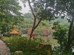 -深圳仙湖植物园