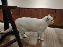 -有猫主题·治愈系猫咖(曾厝垵店)