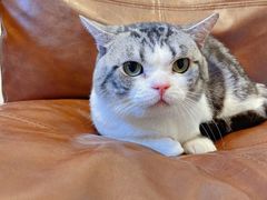 -佐罗家宠物馆·猫文化馆(紫霞路店)