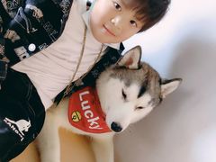 -Husky Go! 哈士奇体验馆·宠物咖啡厅狗咖