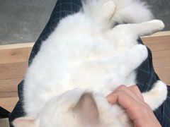 -瞄一喵猫咖(格力海岸店)