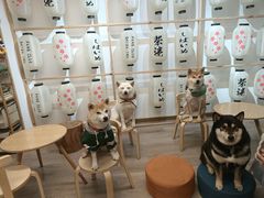 -柴迷FANS CLUB·柴犬狗咖·猫咖