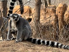 -北京野生动物园