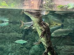 -上海海洋水族馆