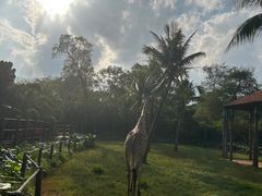 -海南热带野生动植物园