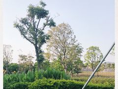 -宝安西湾红树林湿地公园