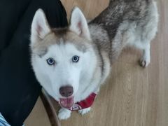 -Husky Go! 哈士奇体验馆·宠物咖啡厅狗咖