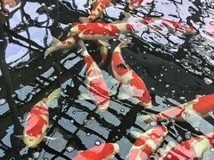 -观唐（国际）度假村温泉