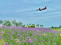 -空港花田景区