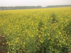 -兰陵国家农业公园