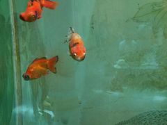 -北戴河圣蓝海洋公园