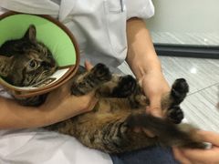 -瑞派名望志远动物医院·猫科·內科·异宠专科(直港大道店)