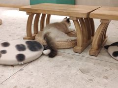 -飞行喵MR PILOT|猫舍·猫咖(静安大融城店)