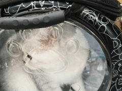 -安安宠医·臻爱宠物医院·宠保定点(营门口路分院)