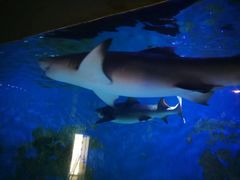 -乌鲁木齐海洋馆