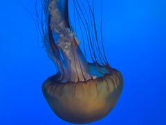 -太平洋海底世界