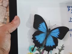 -上海大自然野生昆虫馆