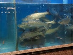 水产区-淘米捞·米汤脆鲩鱼火锅(福田皇岗店)