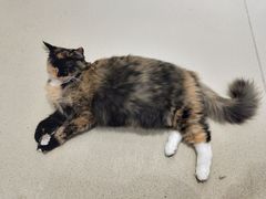 -藏猫猫咖啡主题馆(中央大道店)