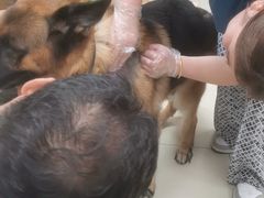 -宠福鑫康馨动物医院·骨科·眼科