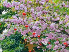 -龙华寺