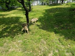 -西安秦岭野生动物园