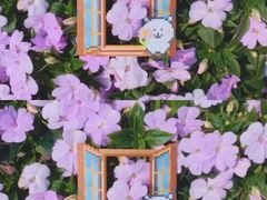 -溪岸路花鸟市场