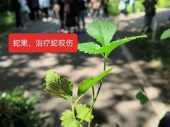 -老山国家森林公园