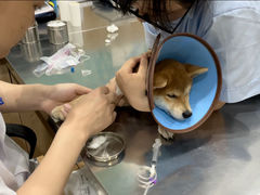 -瑞派名望24h动物医院异宠专科·猫专科·骨科·重症监护分院