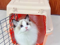 -lincat·猫舍(广州店)