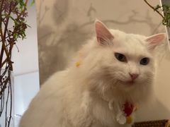 -有猫主题·治愈系猫咖(曾厝垵店)