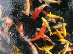-湖鲜楼
