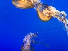 -太平洋海底世界