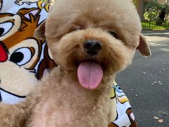 -宠物梦想家(日月豪庭店)