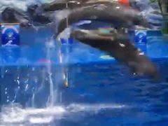 -多彩贵州城极地海洋世界