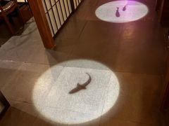 -隐月· 㐂和食屋(芝罘万达公馆店)