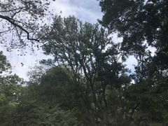 -墨尔本皇家植物园