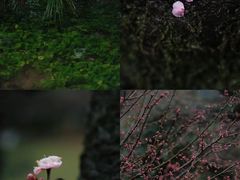 -杭州植物园