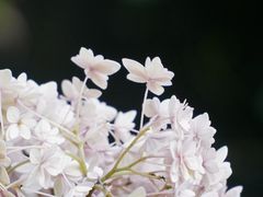 -谷咖啡·鲜花绿植花园餐厅