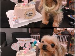 -百好乐宠物友好餐厅(朝外大街店)