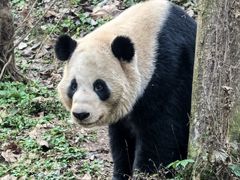 -都江堰中华大熊猫苑