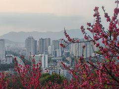 -金鸡山公园