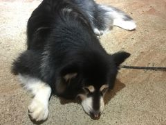 -more than meow吴止猫主题餐厅(承德 中船汇店)