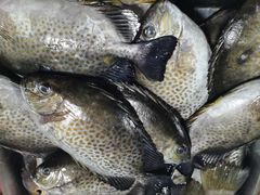 -鸿港海鲜批发市场