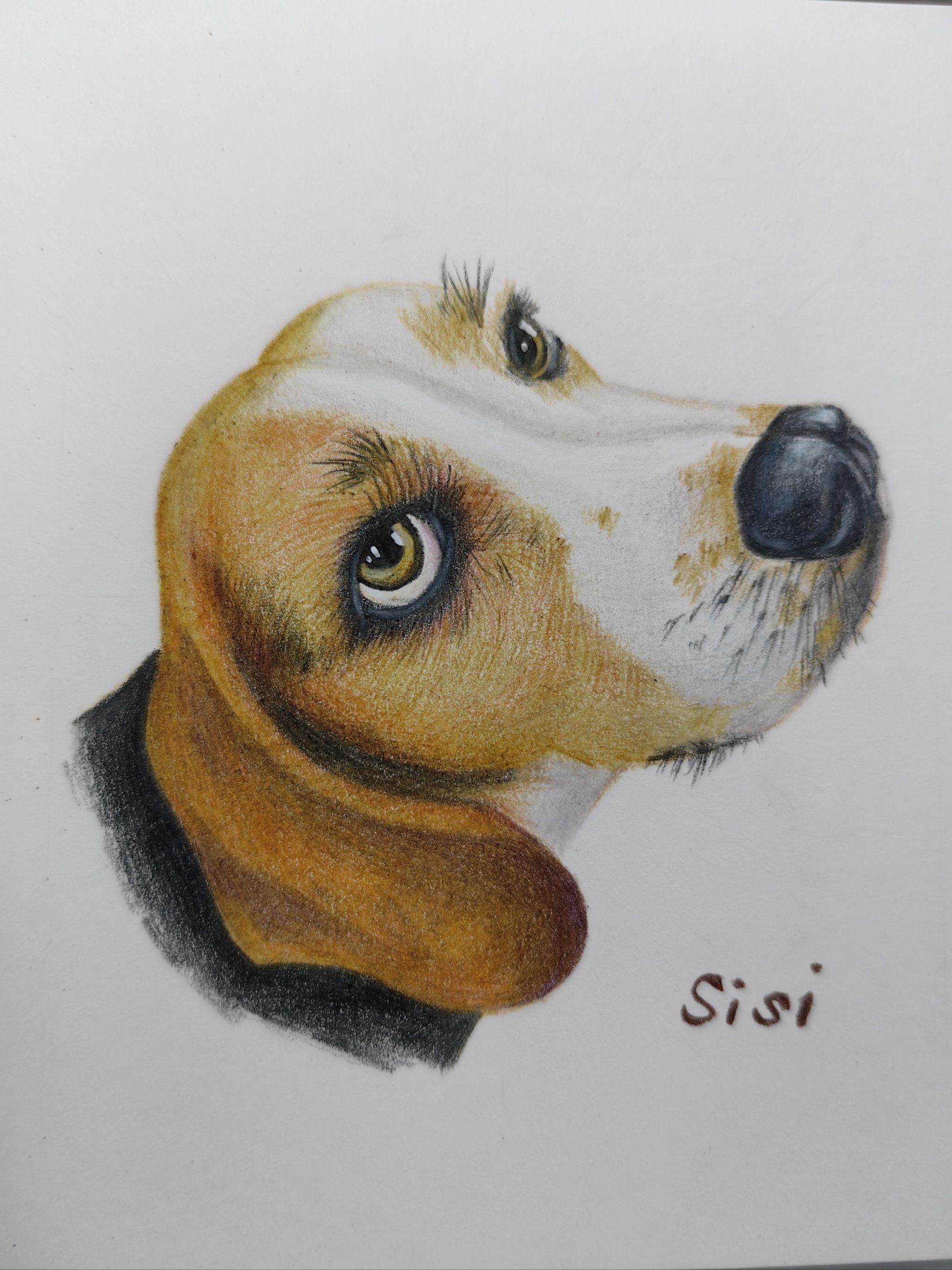 彩铅|狗狗不会说话🐶爱和忠诚用行动就能表达