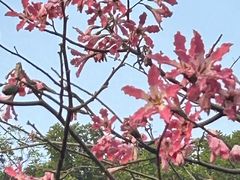 -云溪植物园