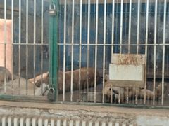 -保定市动物园