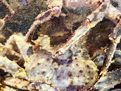 -蟹之国·精品蟹料理(极地店)